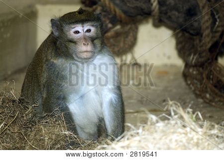 Chimpansee