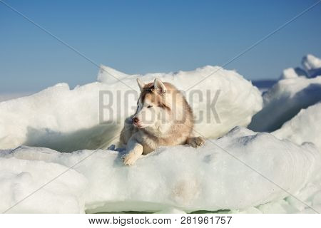 Profile Portrait Of Beautiful Siberian Husky Dog On Ice Floe On The Frozen Okhotsk Sea Background. I