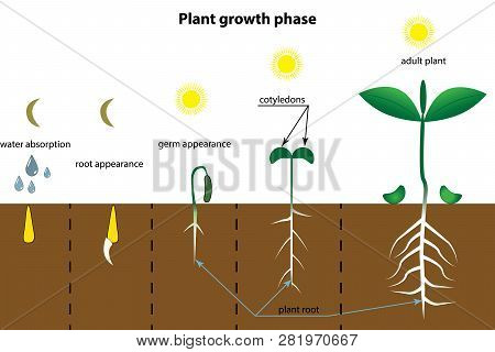 Growth stages. Инфографика растения. Growth phases of Plants. Рост в ширину у растений. Инфографика рассада.