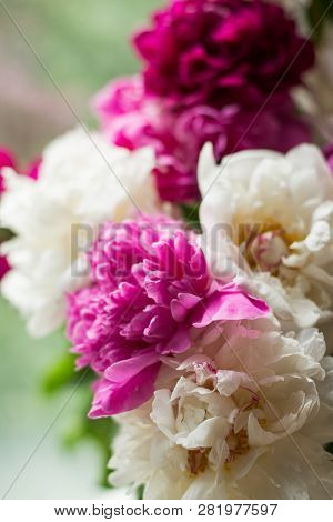 Beautiful Pionies Near The Window. Flowers Background