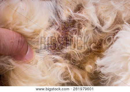 Vet Examining Dog Body Skin With Bad Yeast Fungal Infection