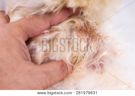 Vet Examining Dog Body Skin With Bad Yeast Fungal Infection