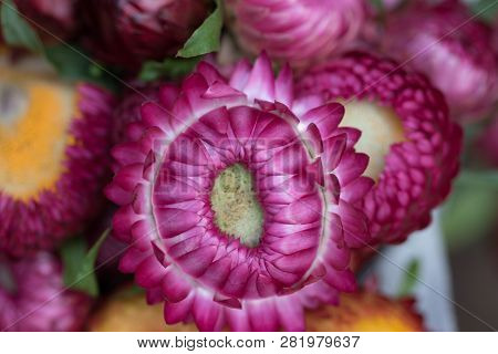 Dendranthemum Grandifflora Purple In The Basket For Sale