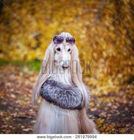 Stylish, Fashionable Dog,  Afghan Hound In A Fur Manto And Against The Background Of The Autumn Fore