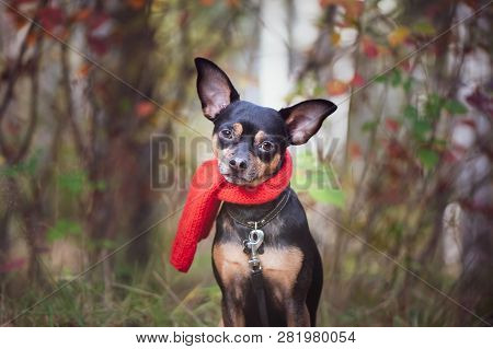 Smart Dog  Terrier With Ideal Data Stands In The Autumn Forest And Looks Into The Camera.wearing A R
