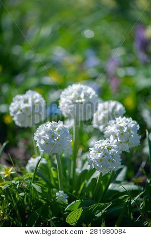 Blooming Primula Denticulata White In Bright Spring Greens. Spring Summer Background