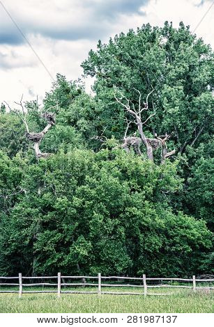 Biggest Stork Colony In Europe, Marchegg, Austria. Natural Scene. Birds Nesting. Blue Photo Filter.