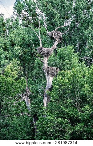 Biggest Stork Colony In Europe, Marchegg, Austria. Natural Scene. Birds Nesting. Blue Photo Filter.