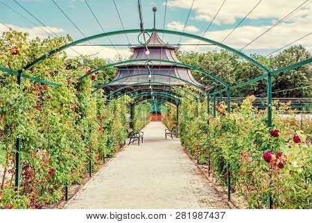 Seasonal Rose Garden, Esterhazy Castle Fertod, Hungary. Natural Scene. Travel Destination. Beauty Ph