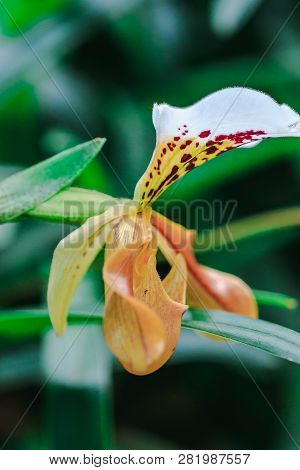 Paphiopedilum Gratrixianum Is An Orchid In The Genus Paphiopedilum. Found In Laos
