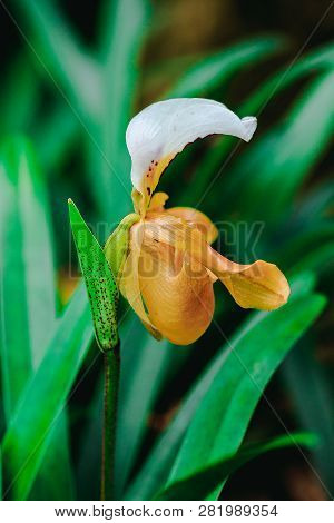 Paphiopedilum Gratrixianum Is An Orchid In The Genus Paphiopedilum. Found In Laos