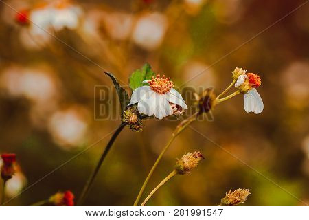 The Spanish Needle Is Both Flowers, Herbs And Weeds.