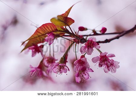 Prunus Cerasoides Are Beautiful Pink In Nature.in The North Of Thailand Flowering During January - F