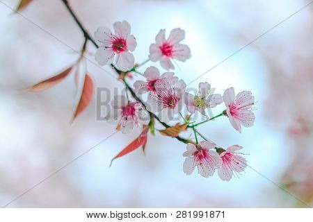 Prunus Cerasoides Are Beautiful Pink In Nature.in The North Of Thailand Flowering During January - F