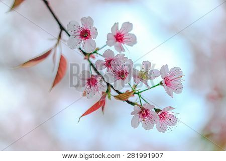 Prunus Cerasoides Are Beautiful Pink In Nature.in The North Of Thailand Flowering During January - F