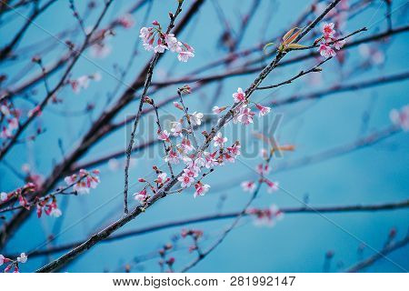 Prunus Cerasoides Are Beautiful Pink In Nature.
In The North Of Thailand Flowering During January - 