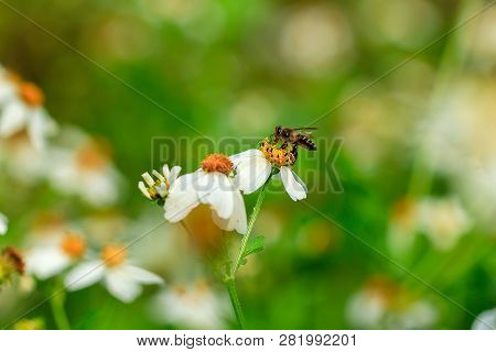 The Small Bee Is Eating Sweet Water On The Pollen. Spanish Needle