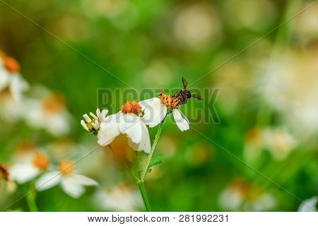 The Small Bee Is Eating Sweet Water On The Pollen. Spanish Needle