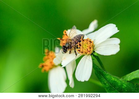 The Small Bee Is Eating Sweet Water On The Pollen. Spanish Needle