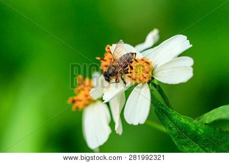 The Small Bee Is Eating Sweet Water On The Pollen. Spanish Needle