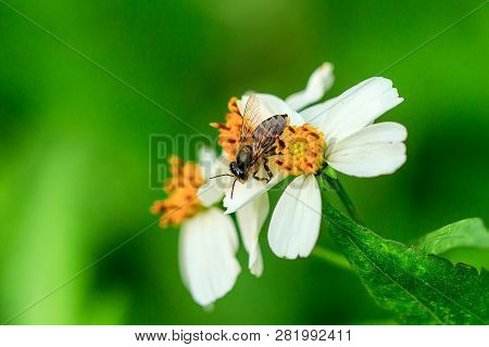 The Small Bee Is Eating Sweet Water On The Pollen. Spanish Needle