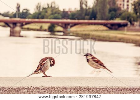 Sparrows In The City Piestany. Birds Scene. Red Photo Filter.