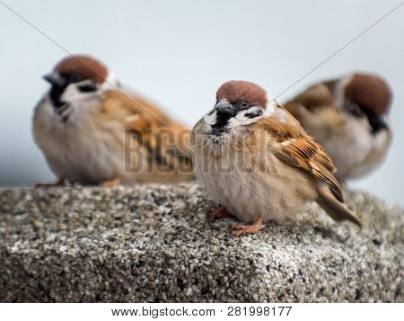 Three Sparrow Perching On A Rock In Japan.