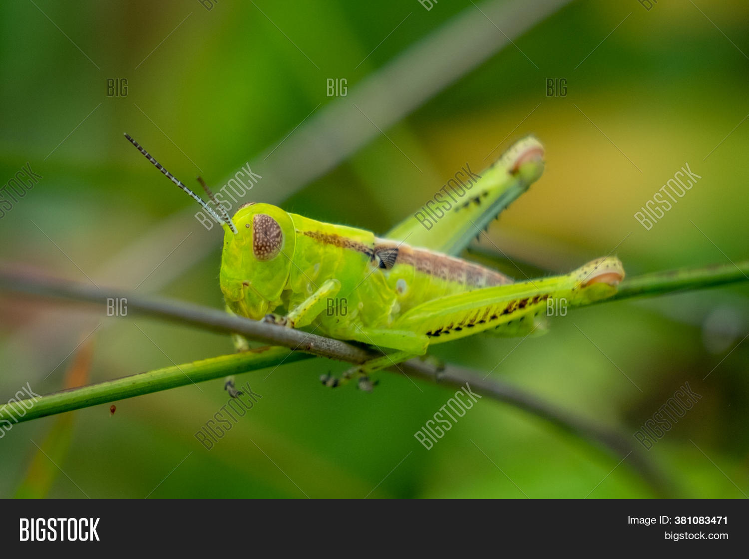 Nymph Form Image & Photo (Free Trial) Bigstock