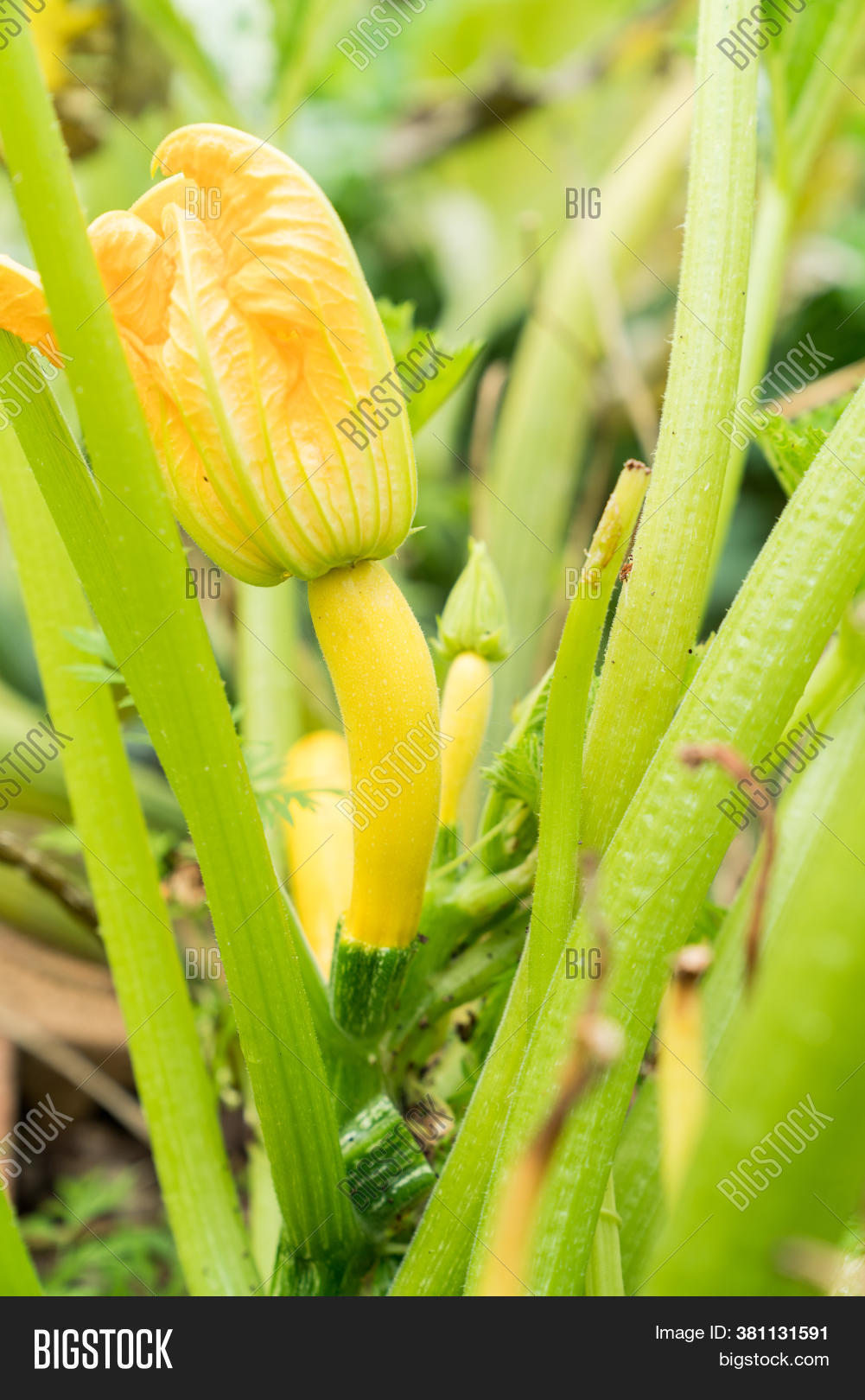 Healthy Zucchini Plant Image & Photo (Free Trial) Bigstock