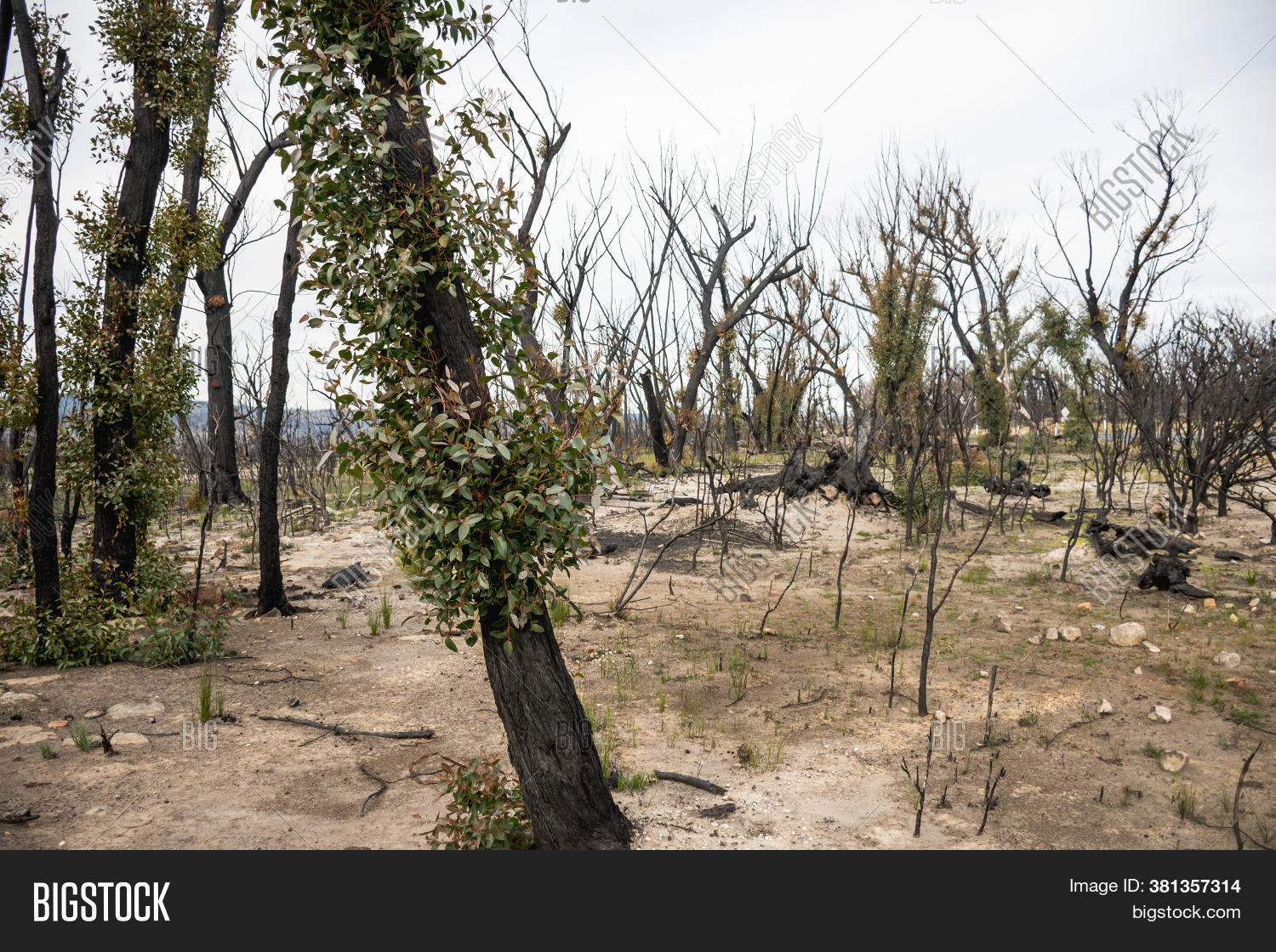 Australian Bushfires Image & Photo (Free Trial) | Bigstock
