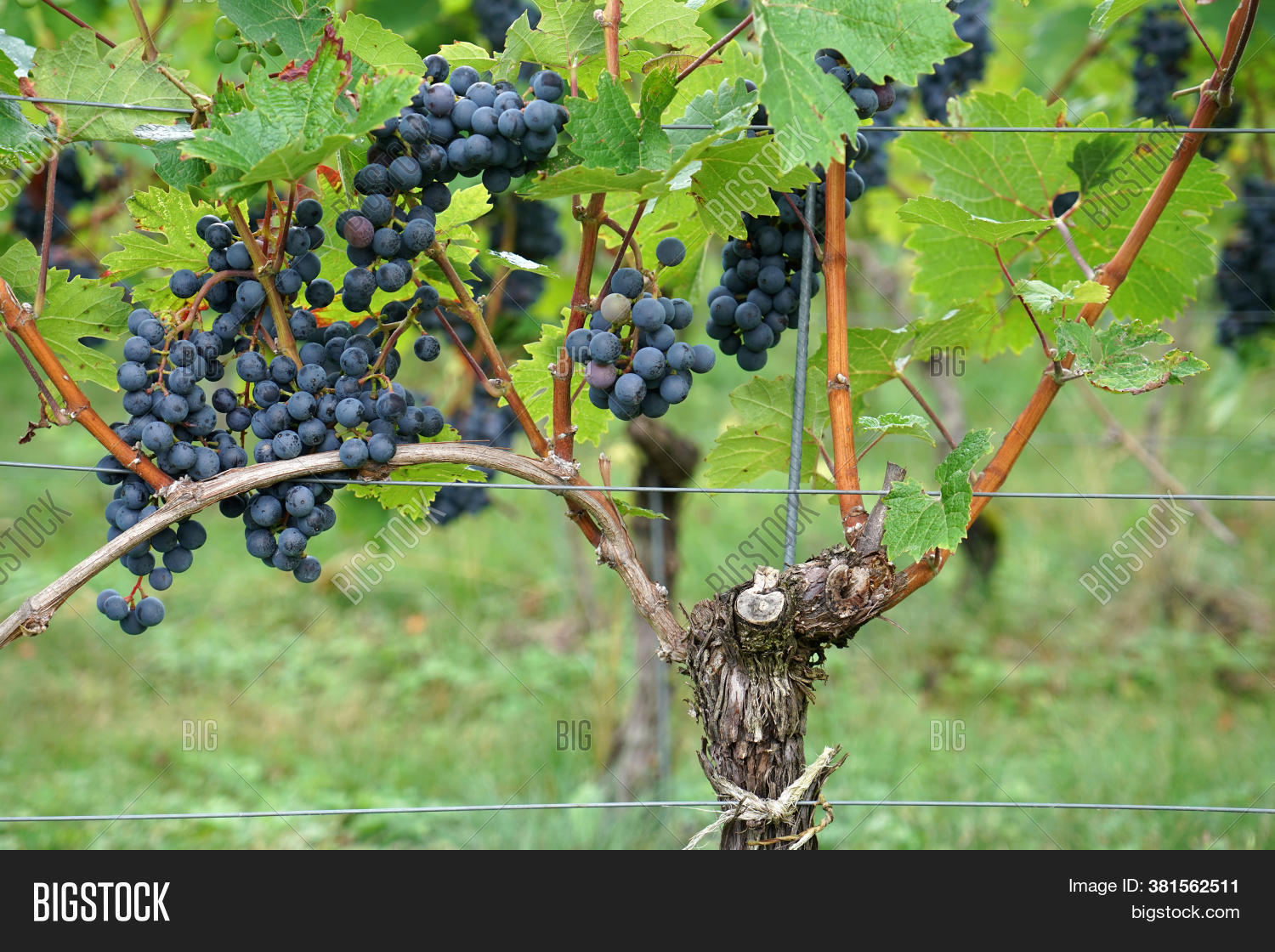 Grapes Fruit Stands Image & Photo (Free Trial) Bigstock
