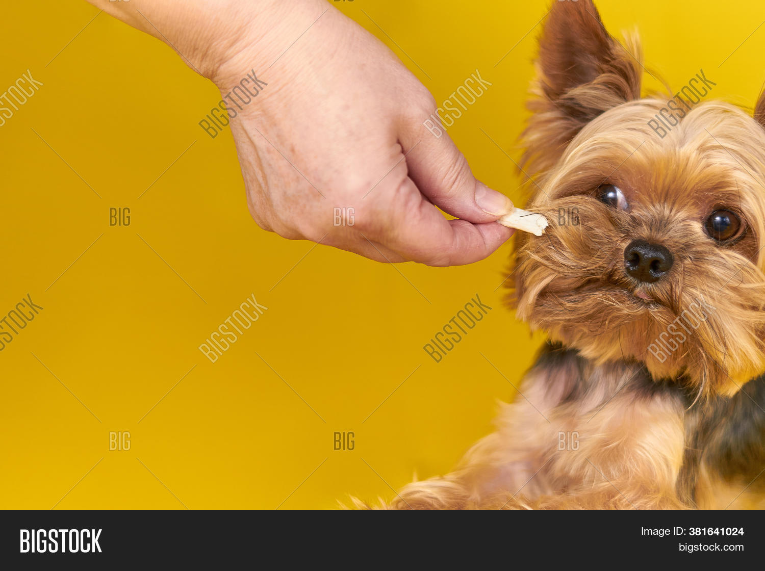 Yorkshire Terrier Dog Image & Photo (Free Trial) Bigstock