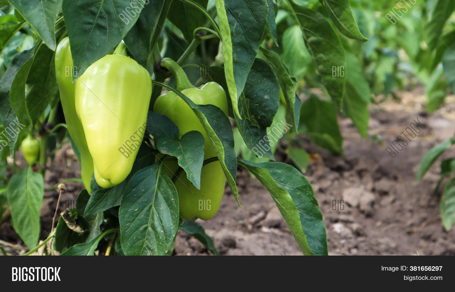 Green Peppers Grow Image & Photo (Free Trial) Bigstock