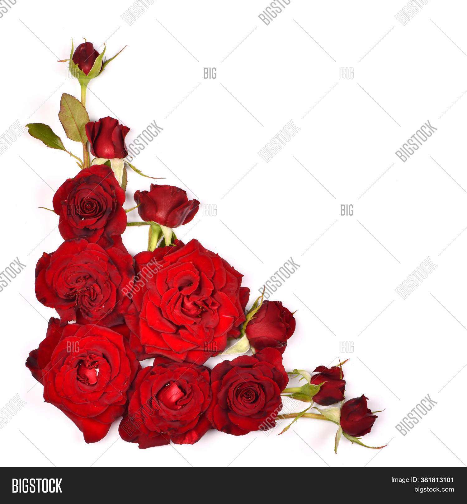 Beautiful Red Rose Image & Photo (Free Trial) Bigstock