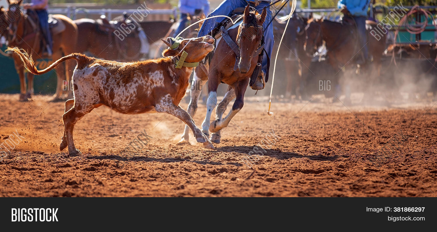 Calf Being Lassoed Image & Photo (Free Trial) | Bigstock