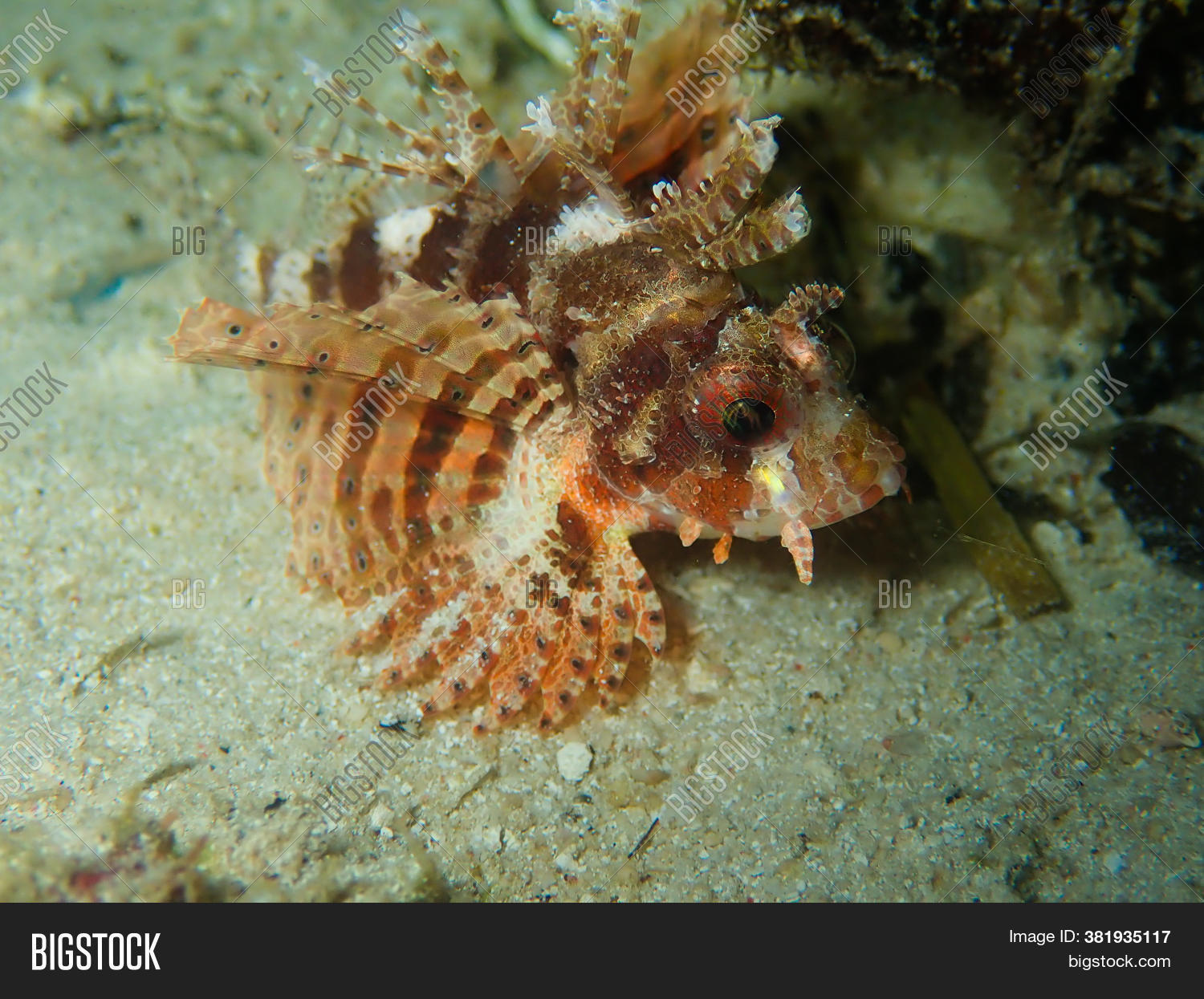 Pretty Dwarf Lion Fish Image & Photo (Free Trial) | Bigstock