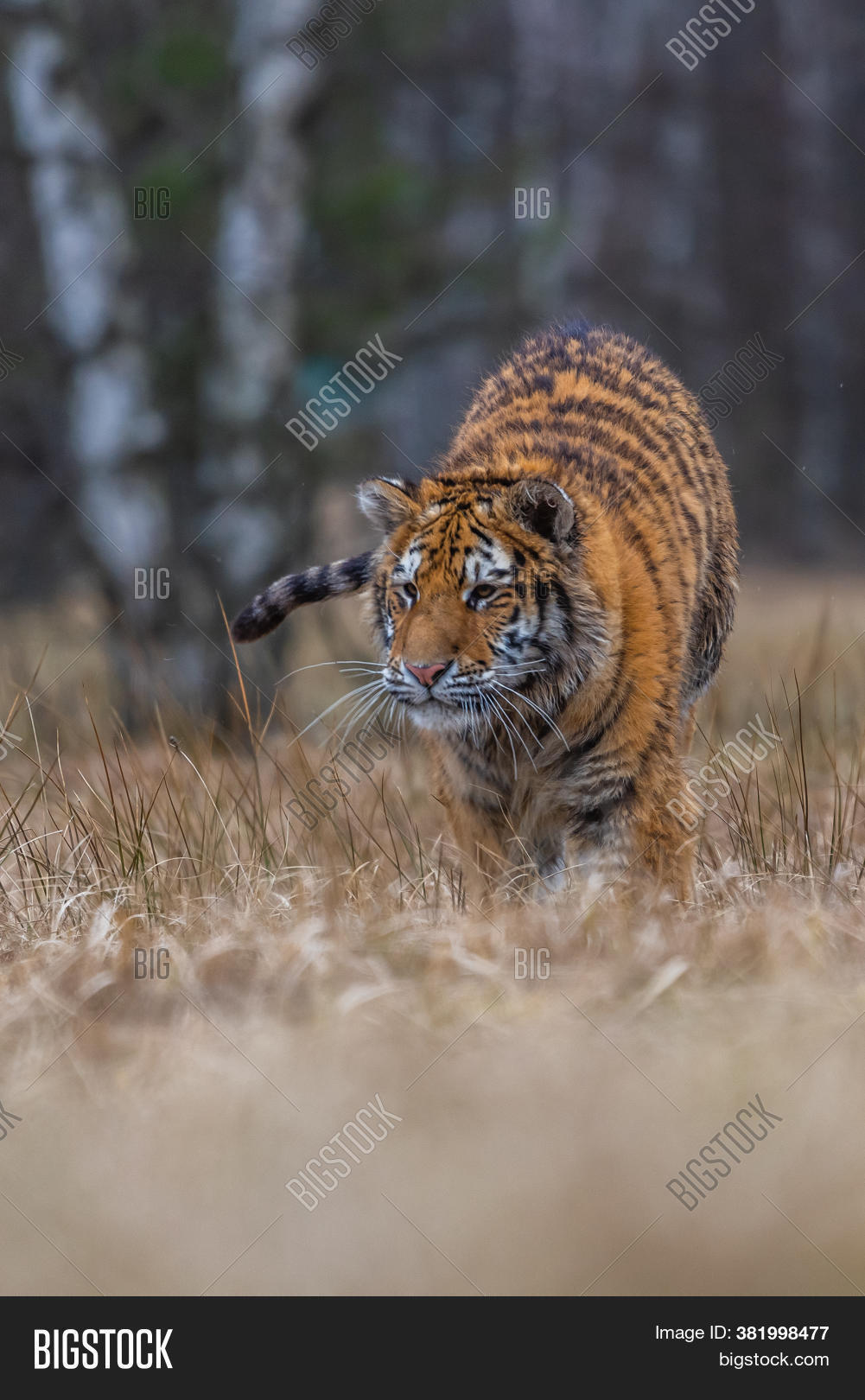 Siberian Tiger Running Image & Photo (Free Trial) | Bigstock