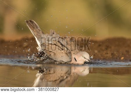 A Cape-turtle Dove Taking A Bath At The Shall Edge Of The Water.