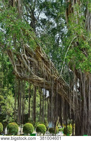 Big Tree Root In The Jungle Wild. Amazing Banyan Root In Deep Tropical Forest. A Old Tree Has Roots