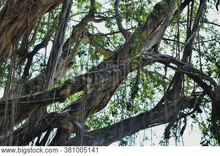 Big Tree Root In The Jungle Wild. Amazing Banyan Root In Deep Tropical Forest. A Old Tree Has Roots