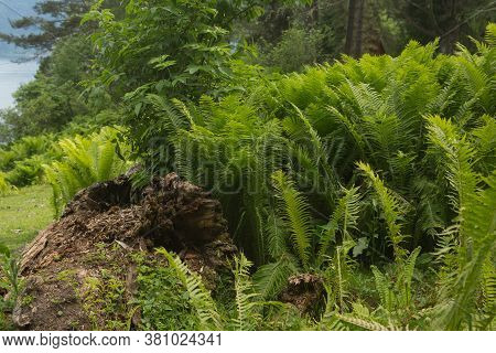 Beautiful Ferns Leaves Green Foliage Nature. Floral Fern Background. Ferns Leaves Green Foliage. Tro