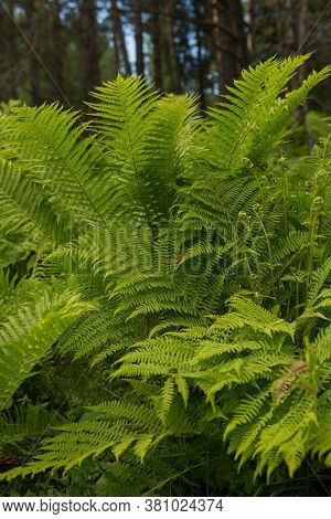 Beautiful Ferns Leaves Green Foliage Nature. Floral Fern Background. Ferns Leaves Green Foliage. Tro