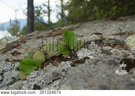 Bergenia Badan Leaves Grow On Stony Soil