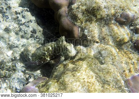 A Close Up Picture Of A Beautiful Salarias Fish