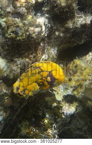 Yellow Sea Squirt, Polycarpa Aurata, In Togian Island