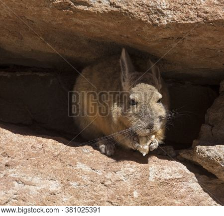 The Northern Viscacha, Lagidium Peruanum