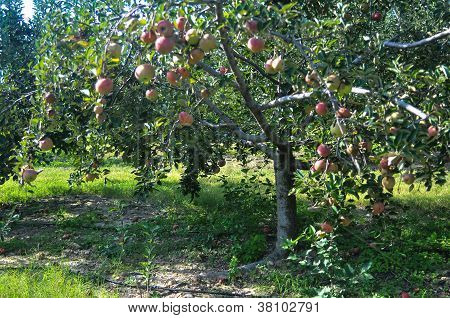 Azienda agricola mela