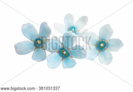 Oxypetalum Blue Flower Isolated On White Background