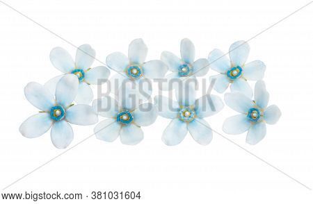 Oxypetalum Blue Flower Isolated On White Background