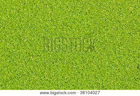 Lentilles d'eau ou les lentilles d'eau